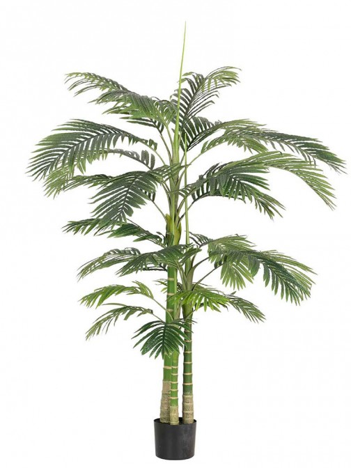 Palmera Plant