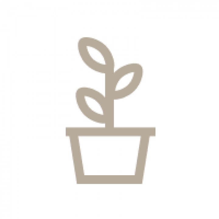 Decorative Plants